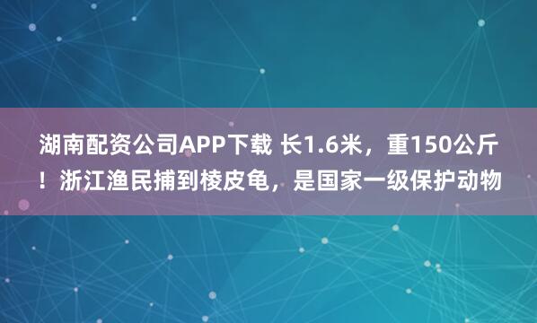 湖南配资公司APP下载 长1.6米，重150公斤！浙江渔民捕到棱皮龟，是国家一级保护动物